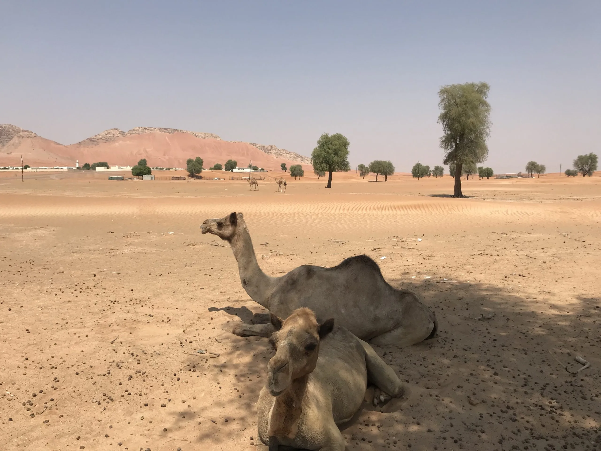 Camels